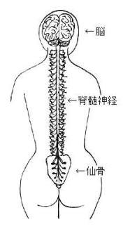 脳~仙骨 脳~仙骨